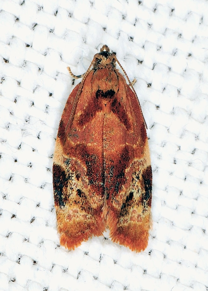 tortricide n 20 - Ditula angustiorana